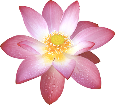 Lotus Blossom